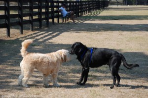 dog park